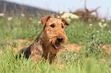 AIREDALE TERRIER 170